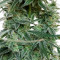 Auto Banana Blaze feminized seeds