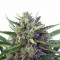 Auto Malawi x Northern Lights