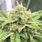 Auto Purple Gorilla Seeds
