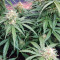 Auto Super Skunk (Auto Skunk) (Original Sensible Seeds)