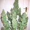 Auto CBG strain