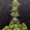 Graines de cannabis Cannalope Kush (DNA Genetics)