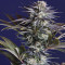 Ghost Train Haze #1 Seeds