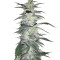 Gorilla × White Widow Seeds