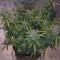 Graines de cannabis Haze Autoflowering CBD (Dinafem Seeds)