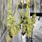 Hindu Kush feminized seeds