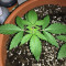 Keramatic Auto feminized seeds