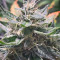 Original Bruce Banner regular (Dark Horse Genetics)