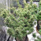 Pakistan Chitral Kush Seeds