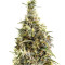 Panama Regular seeds