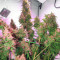 Skunk #1 Automatic (Sensi Seeds)