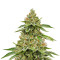 Graines de cannabis Skywalka Ghost Kush (Big Head Seeds)