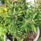 Strawberry Banana feminized seeds