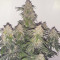 Sweet Mango Auto (GHS)