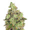 Venom OG regular (Rare Dankness Seeds)