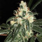 Wedding Cake Feminized Seeds