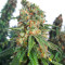 Afghan Kush x Super Skunk (Herbies Seeds)