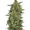 Critical + 2.0 (Dinafem Seeds)