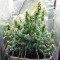 Delahaze feminized seeds