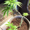 Graines de cannabis Gorilla x Lilly (Expert Seeds)