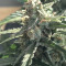 King’s Kush Auto CBD (GHS)