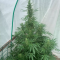 Venta de LSD Auto (Barney's Farm) | Semillas de marihuana feminizadas