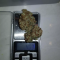 LSD Seeds - Cannabis Strain Seeds for Sale