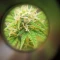 West Coast O.G. Seeds