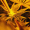 Do-Si-Dos OG Seeds - Cannabis Strain Seeds for Sale
