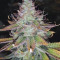 Green Gelato Seeds - Cannabis Strain Seeds for Sale
