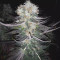 Venta de Gelato (BlimBurn Seeds) | Semillas de marihuana feminizadas
