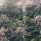 Runtz Muffin Seeds (Barney’s Farm)