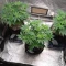 Northern Lights จาก Herbies Seeds