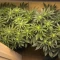 Apple Betty Seeds - Cannabis Strain Seeds for Sale