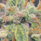 West Coast O.G. Seeds
