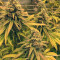 Sour Diesel (RQS) Cannabis-Samen zu verkaufen