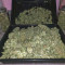 Candy Kush Auto feminized seeds for sale