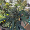 Original Auto Amnesia Haze Seeds