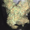 Northern Lights feminized seeds for sale by Sensi Seeds)