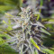 Bruce Banner Auto fem cannabis seeds for sale