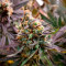 Caramelo Early Version Seeds (Delicious Seeds) - Cannabis Strain Seeds for Sale