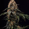 Amnesia Lemon Seeds