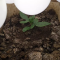 Mimosa x Orange Punch Seeds (Barneys Farm)