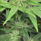 Achetez des graines féminisées Godzilla Original Glue GG#4 par Herbies Seeds