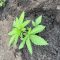 Runtz Muffin Seeds (Barney’s Farm)