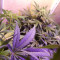Achetez des graines féminisées Purple Juice Auto par Herbies Seeds