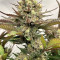 GG4 Sherbet Fast Flowering fem cannabis seeds for sale