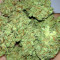 Silver Buddha Haze feminized seeds