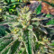 Sour Diesel x OG Kush Feminized Seeds (Seedkeepers)
