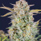 Bruce Banner Auto Feminized Seeds (Fast Buds)